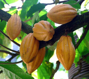 Cacau